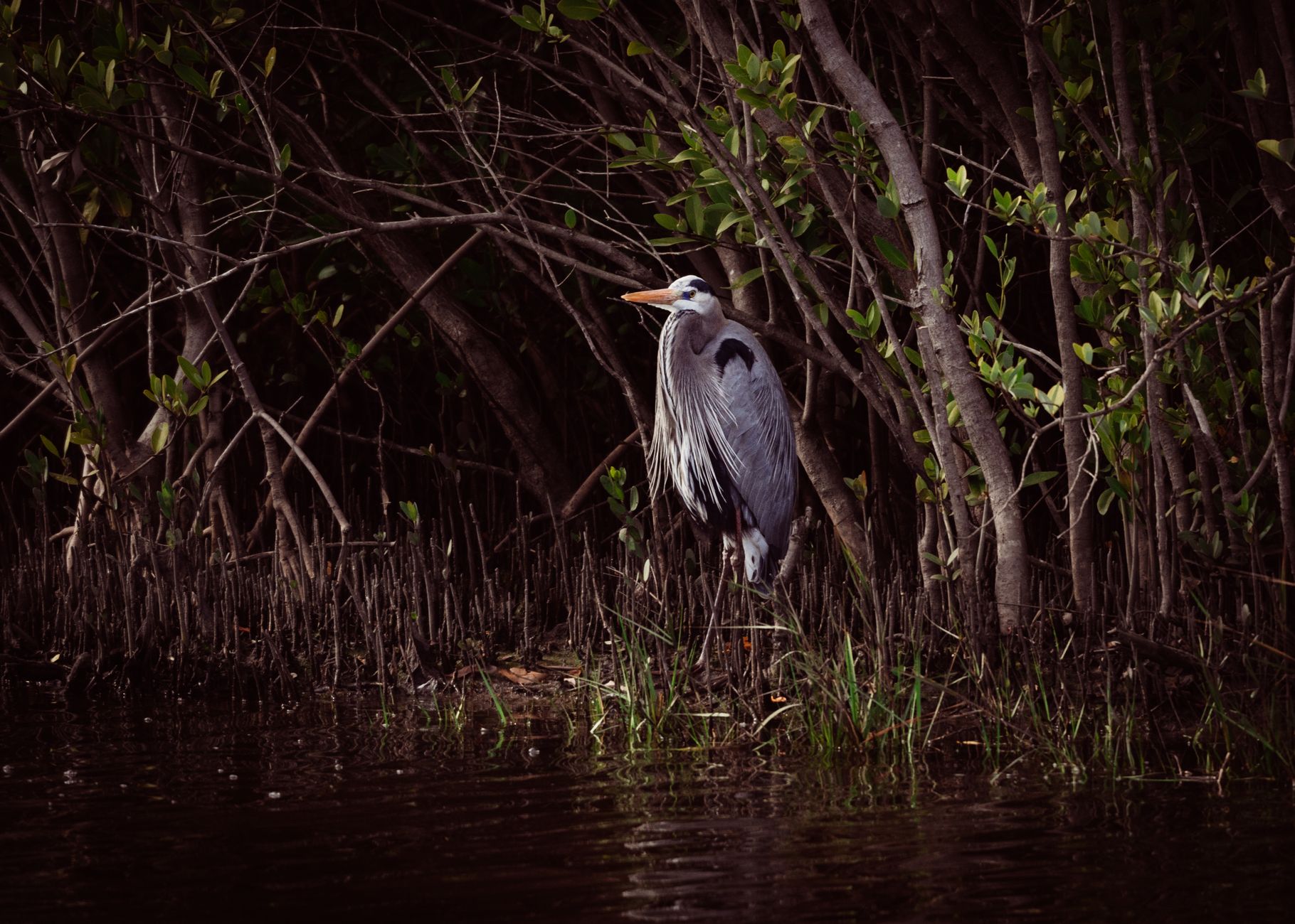 A Great Blue Heron stands gracefully among mangroves, Bradenton, FL.