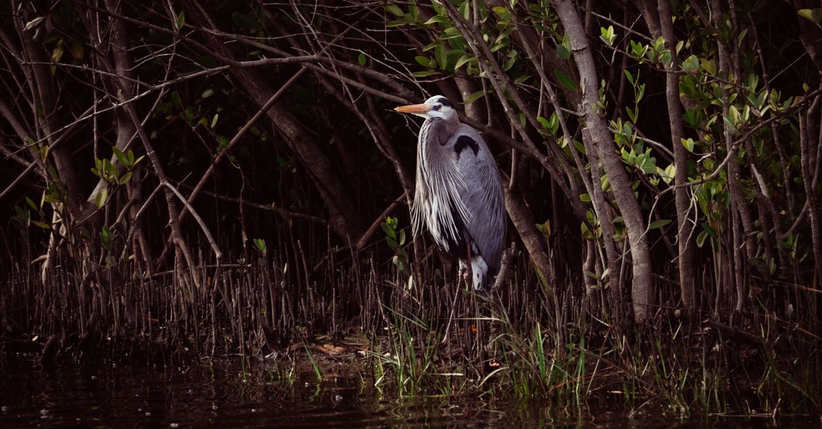 A Great Blue Heron stands gracefully among mangroves, Bradenton, FL.