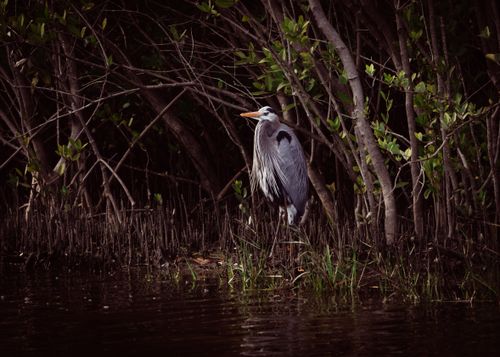 Free A Great Blue Heron stands gracefully among mangroves, Bradenton, FL. Stock Photo