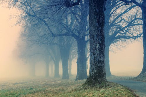 Kostnadsfri bild av bara träd, dimmig, lövfria träd
