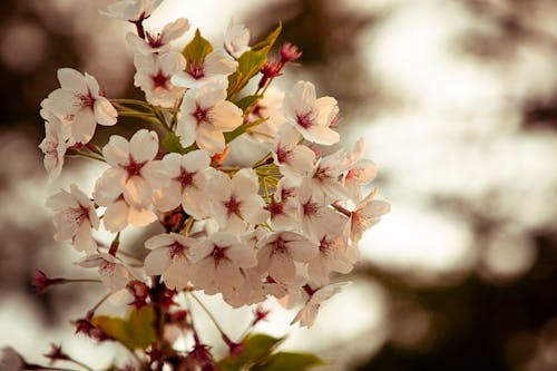 Free stock photo of cherry blossoms, flower, flowers