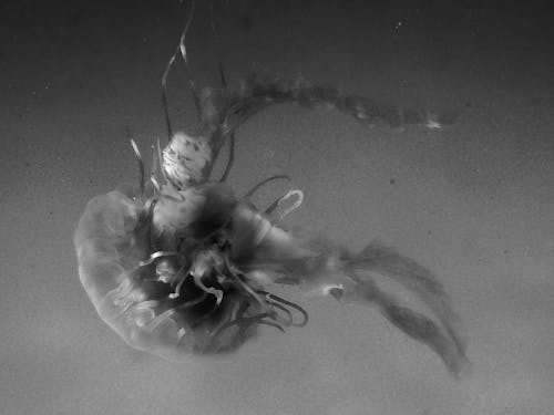Free Grayscale Photo of a Jellyfish Swimming Stock Photo