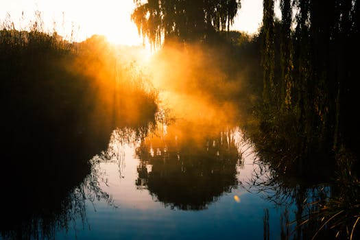 薄雾笼罩着森林，在宁静的日出场景中反射出温暖的金色光芒