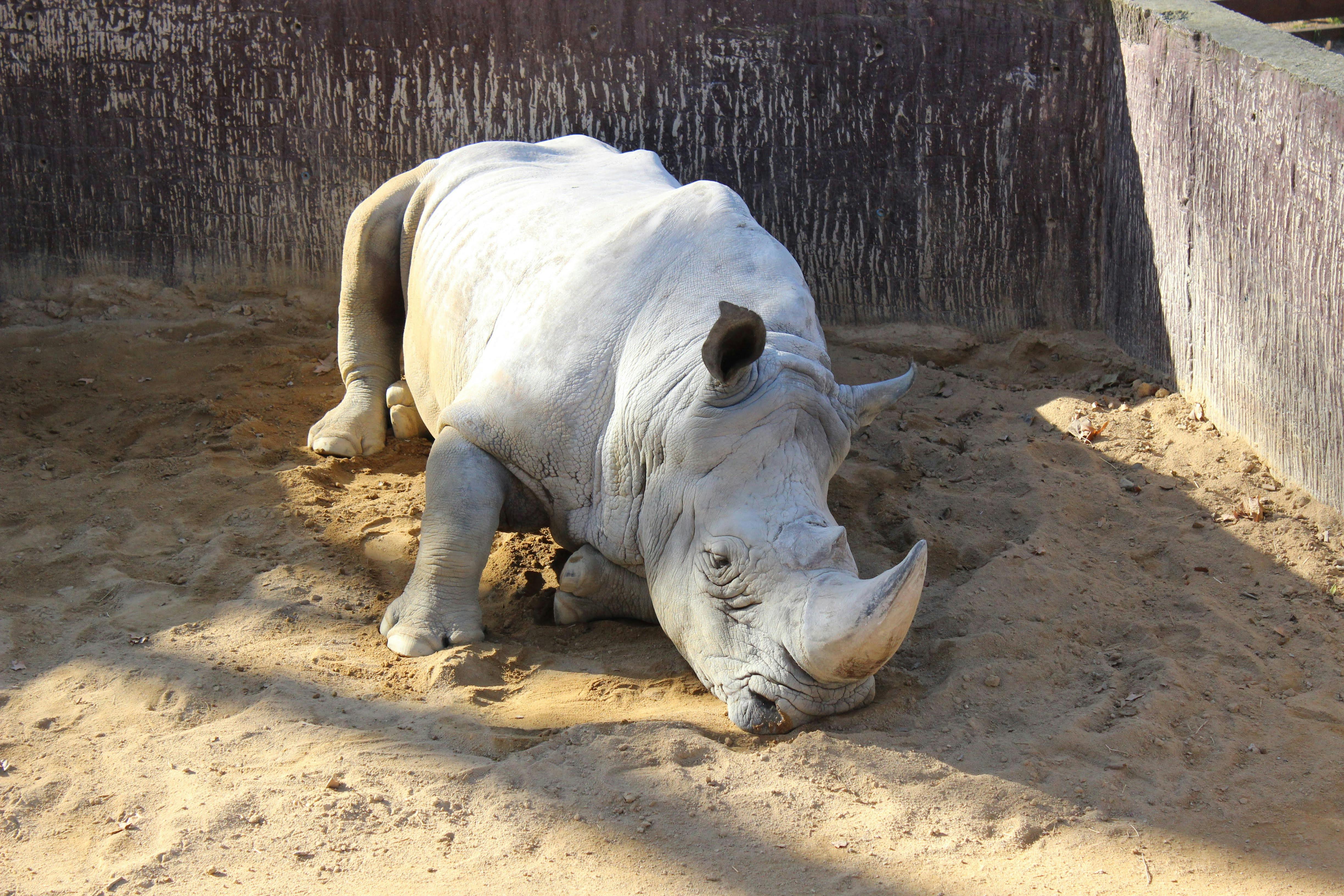 grátis Foto profissional grátis de @exterior, animais selvagens, animal Foto profissional