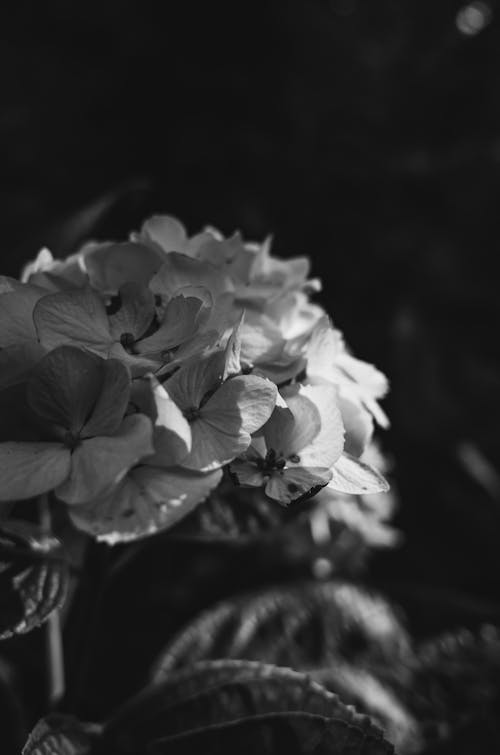 Grayscale Photo of Hydrangea in Bloom