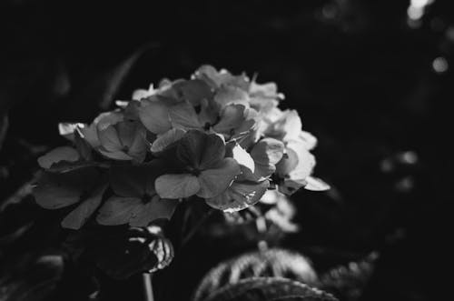 Free Grayscale Photo of Hydrangea in Bloom Stock Photo