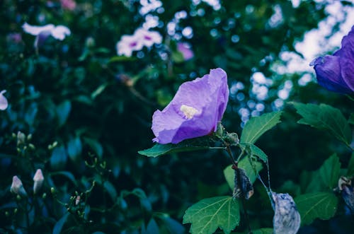 Free Close-Up Shot of a Purple Hibiscus in Bloom Stock Photo