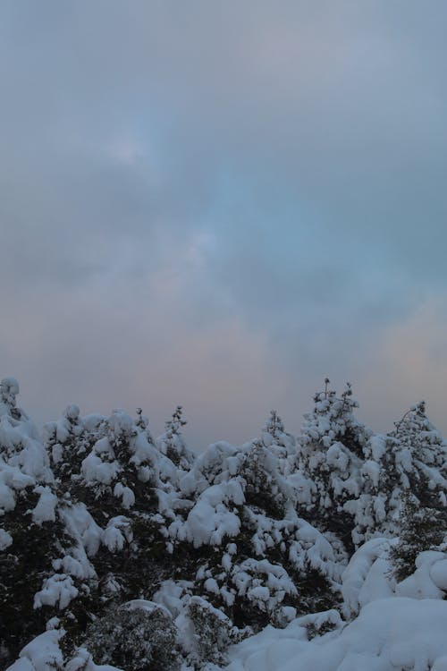 Gratis Fotos de stock gratuitas de arboles, cielo, invierno Foto de stock