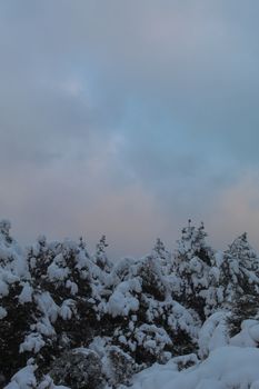 Serene winter scene of snow-covered pine trees under a cloudy sky, evoking a calm and tranquil atmosphere.