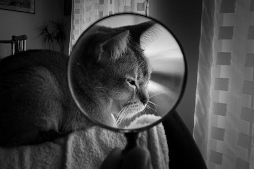 Cat Seen through Magnifying Glass 