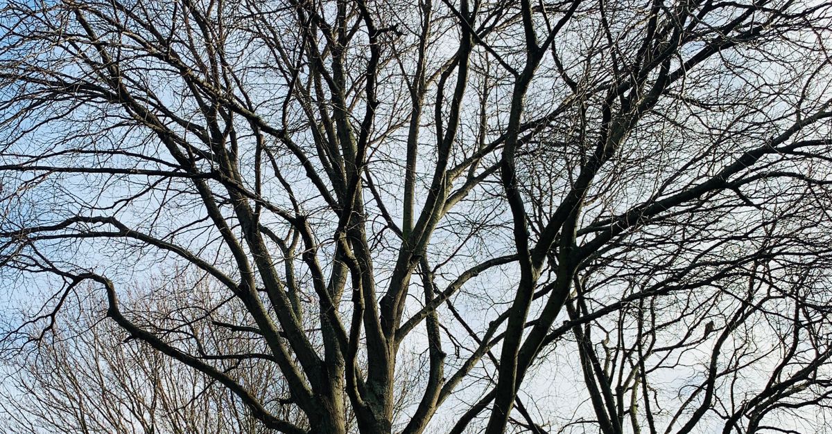 Trees Leaf Less Leafless Trees · Free Stock Photo