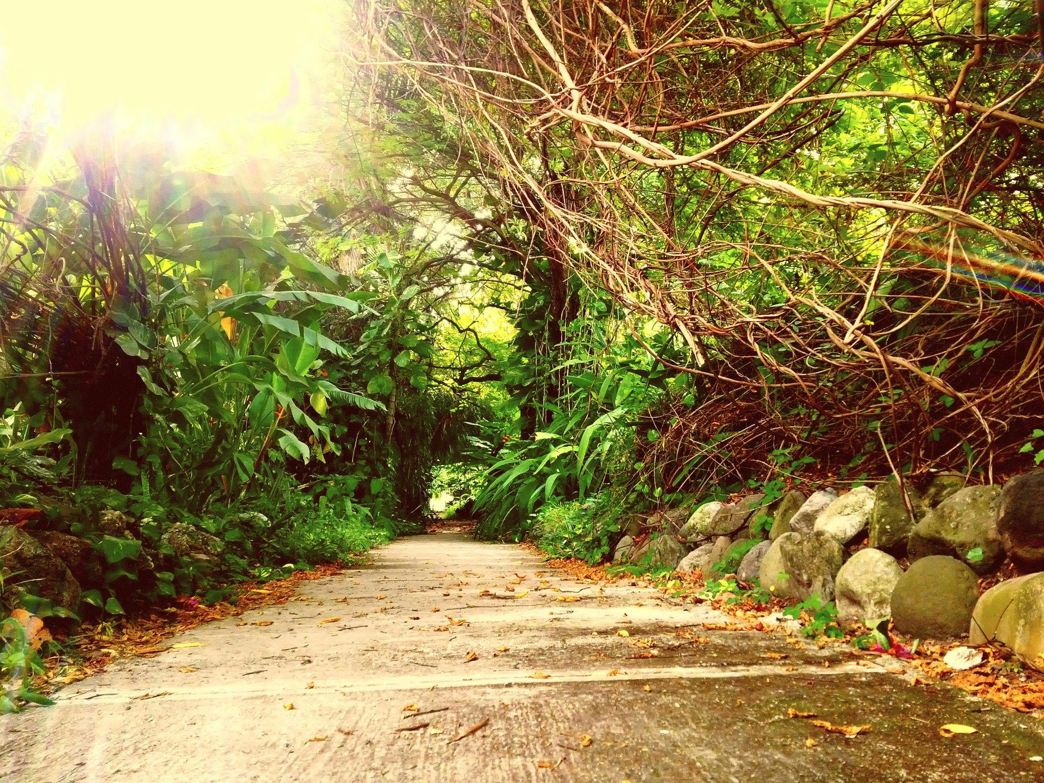 Free stock photo of Hope Botanical Garden -Jamaica