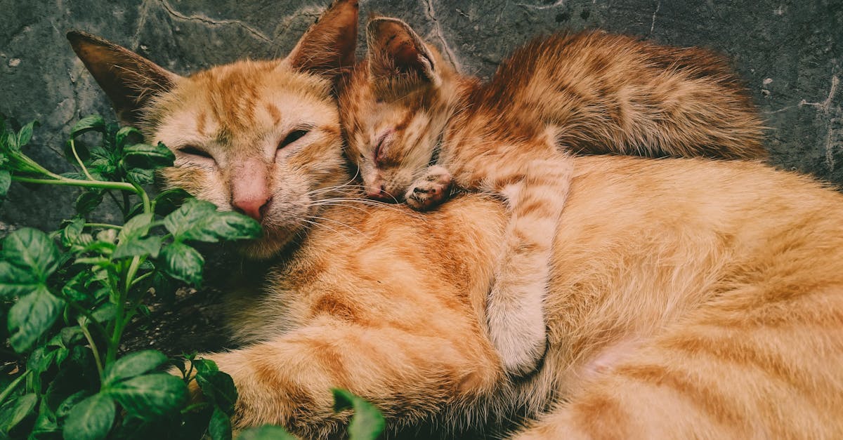 How to get an outdoor cat to come to you