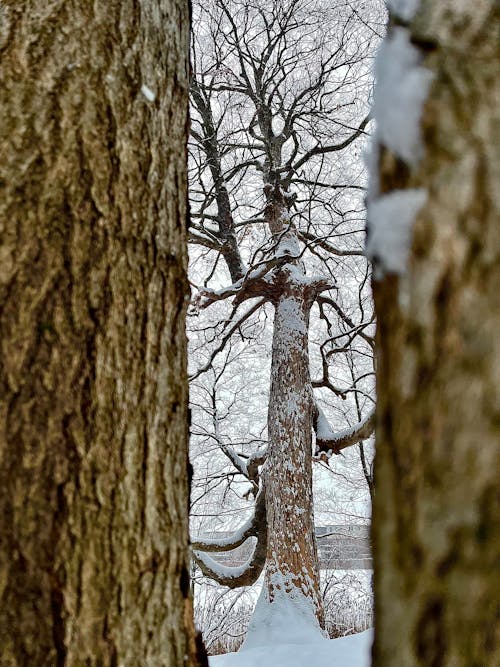 Free stock photo of oak tree, tree, winter forest Stock Photo