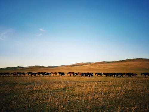 Бесплатное стоковое фото с животные, лошади, сельский