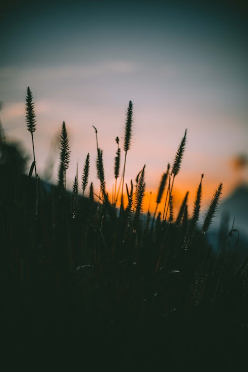 Free Silhouette of Plants during Sunset Stock Photo