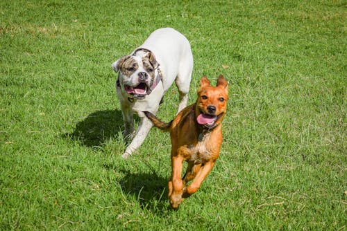 Free Dogs Playing on a Grassy Field Stock Photo