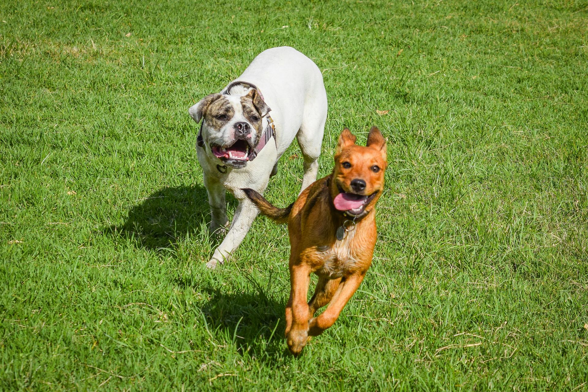 Des chiens jouent dans un champ