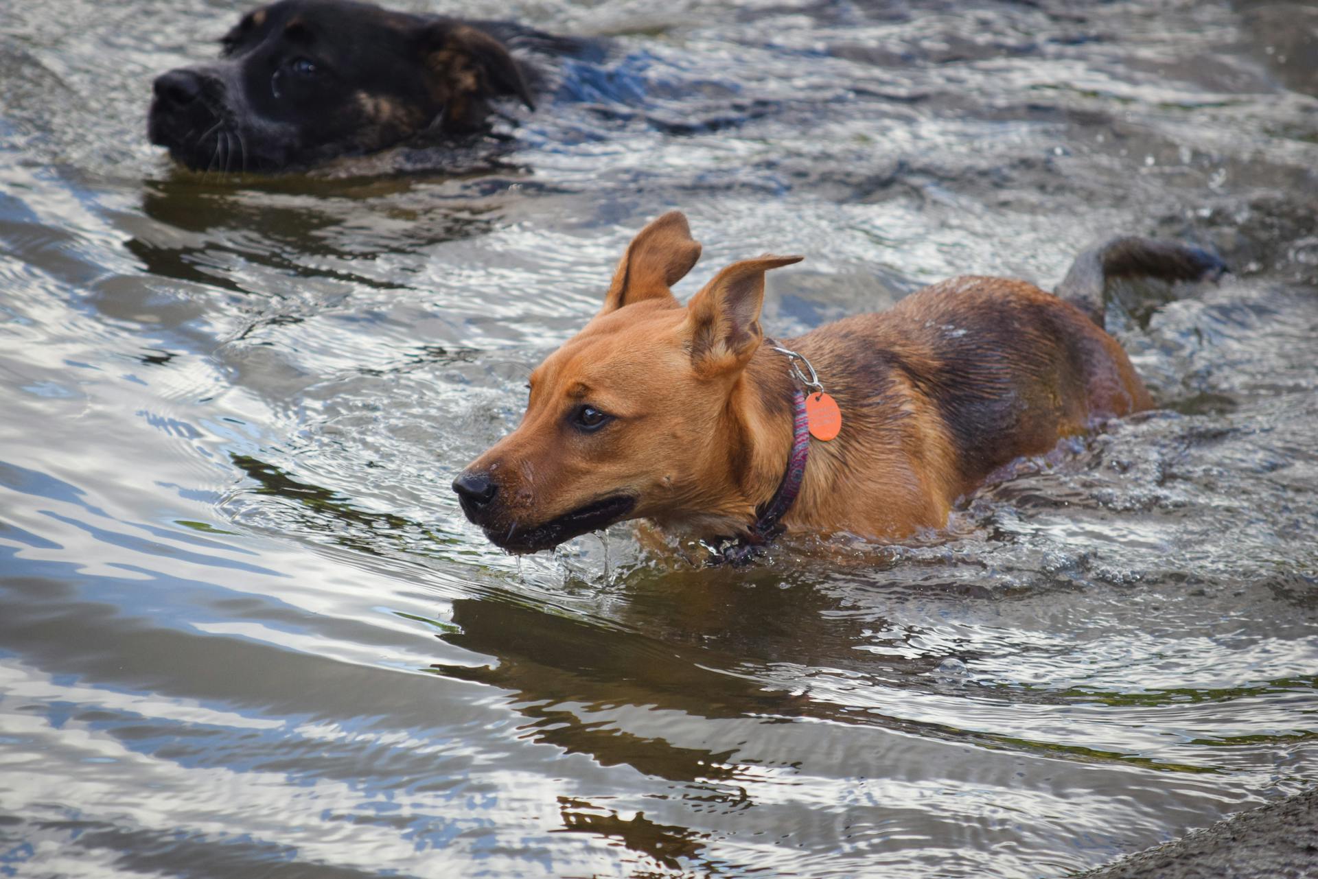 Dogs in the Water