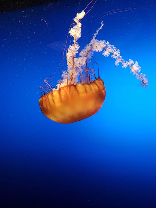 Brown Jellyfish in Blue Water