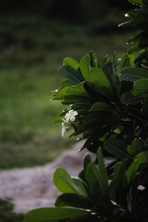 Free A delicate white frangipani with dew on lush green leaves, captured outdoors. Stock Photo