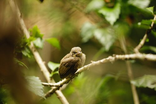 Free A small bird is perched on a branch surrounded by lush green foliage, captured in a natural outdoor setting. Stock Photo