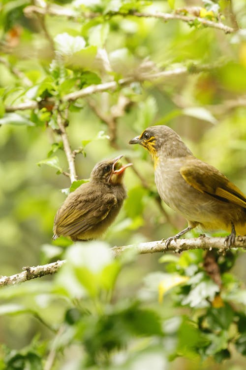 Passerine Birds Perched on a Tree Branch