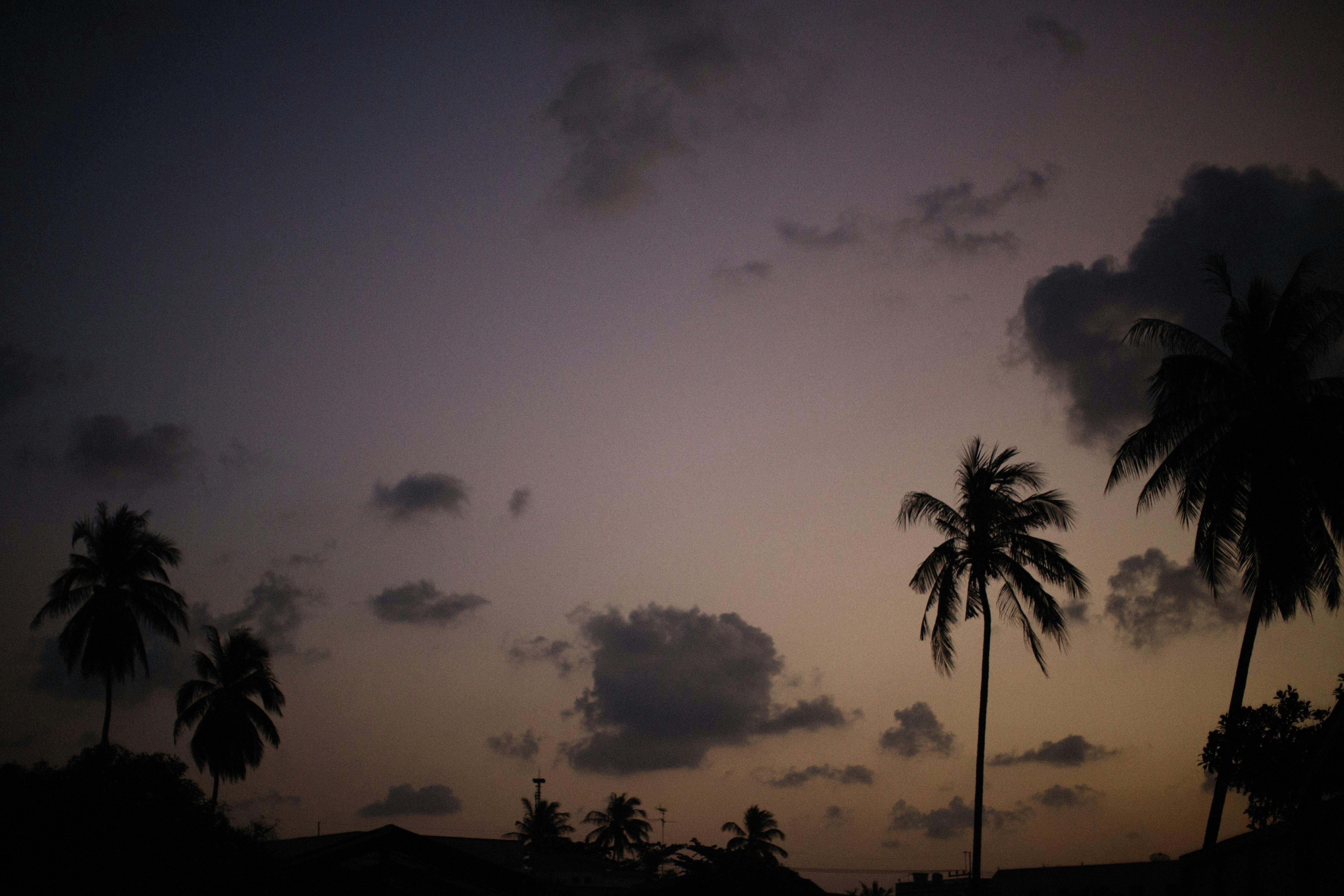 Palm tree silhouettes in the dark sky