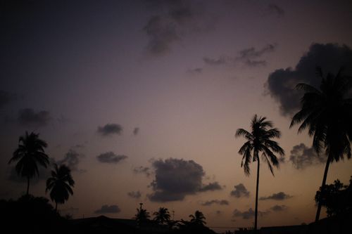 Free Silhouette of palm trees with a colorful dusky sky creating a tranquil tropical ambiance. Stock Photo