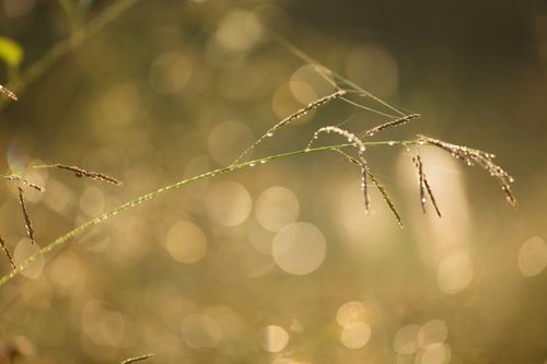Free A close-up shot of dew on grass with a blurred bokeh background, capturing morning serenity. Stock Photo