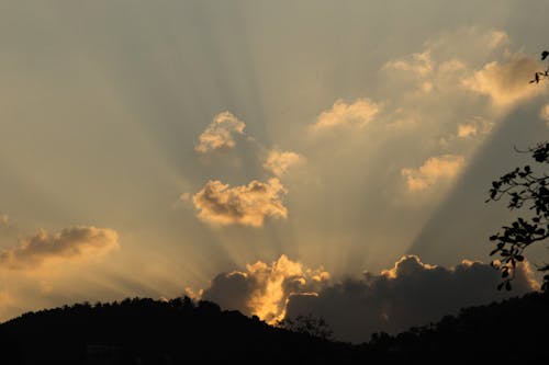 Silhouette of Trees during Sunset