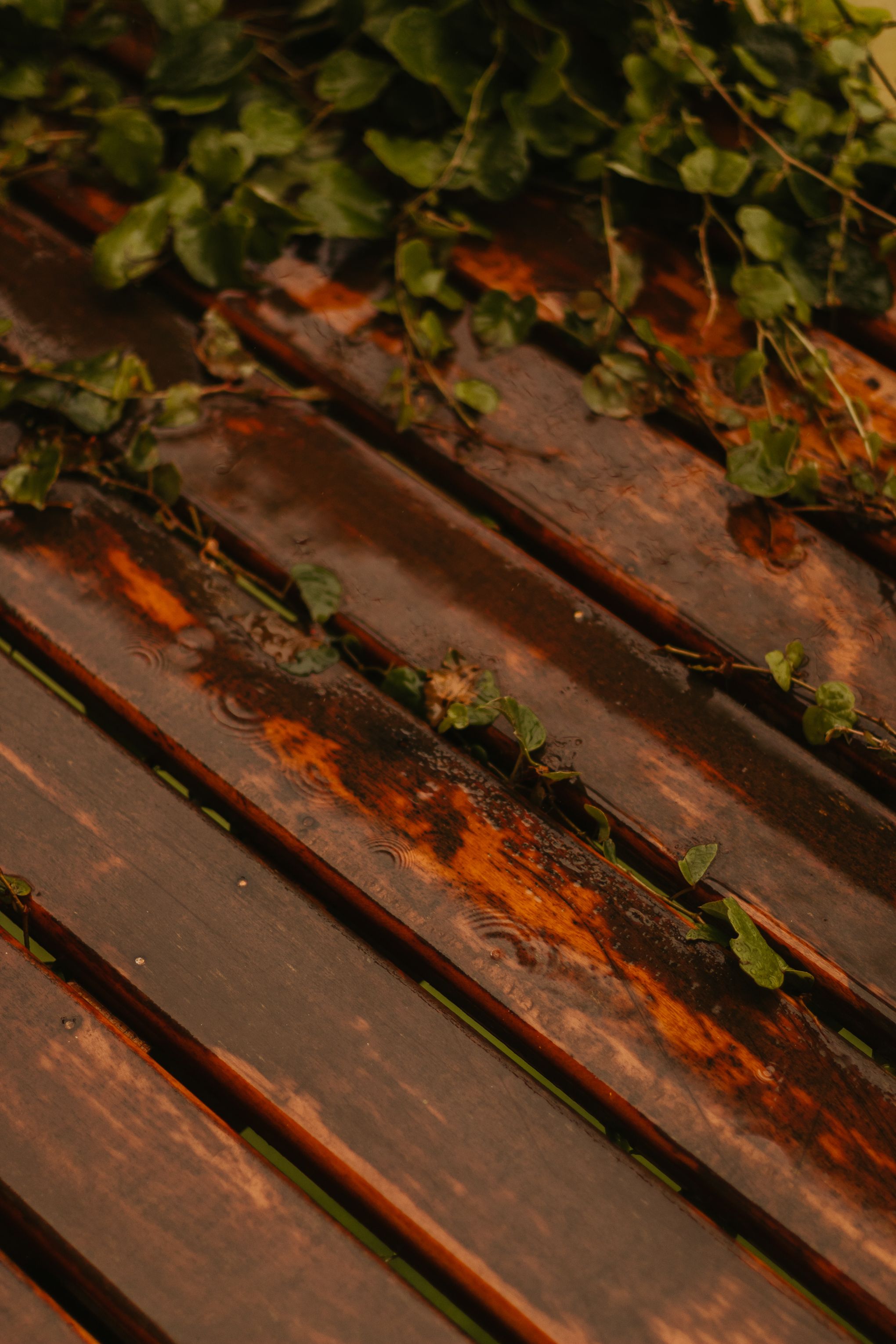 Rain-soaked wooden planks with green leaves create a moody natural scene.