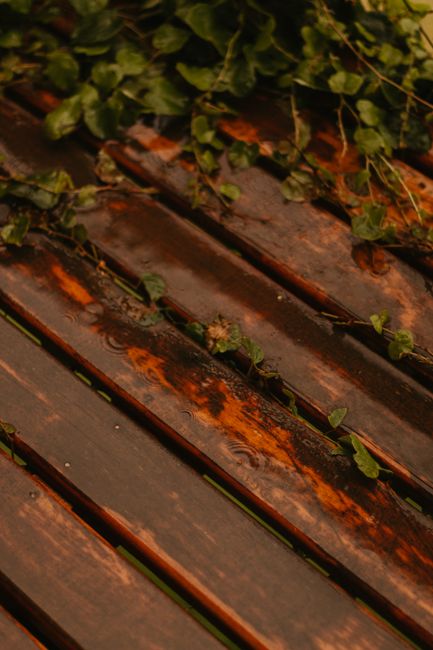 Rain-soaked wooden planks with green leaves create a moody natural scene.