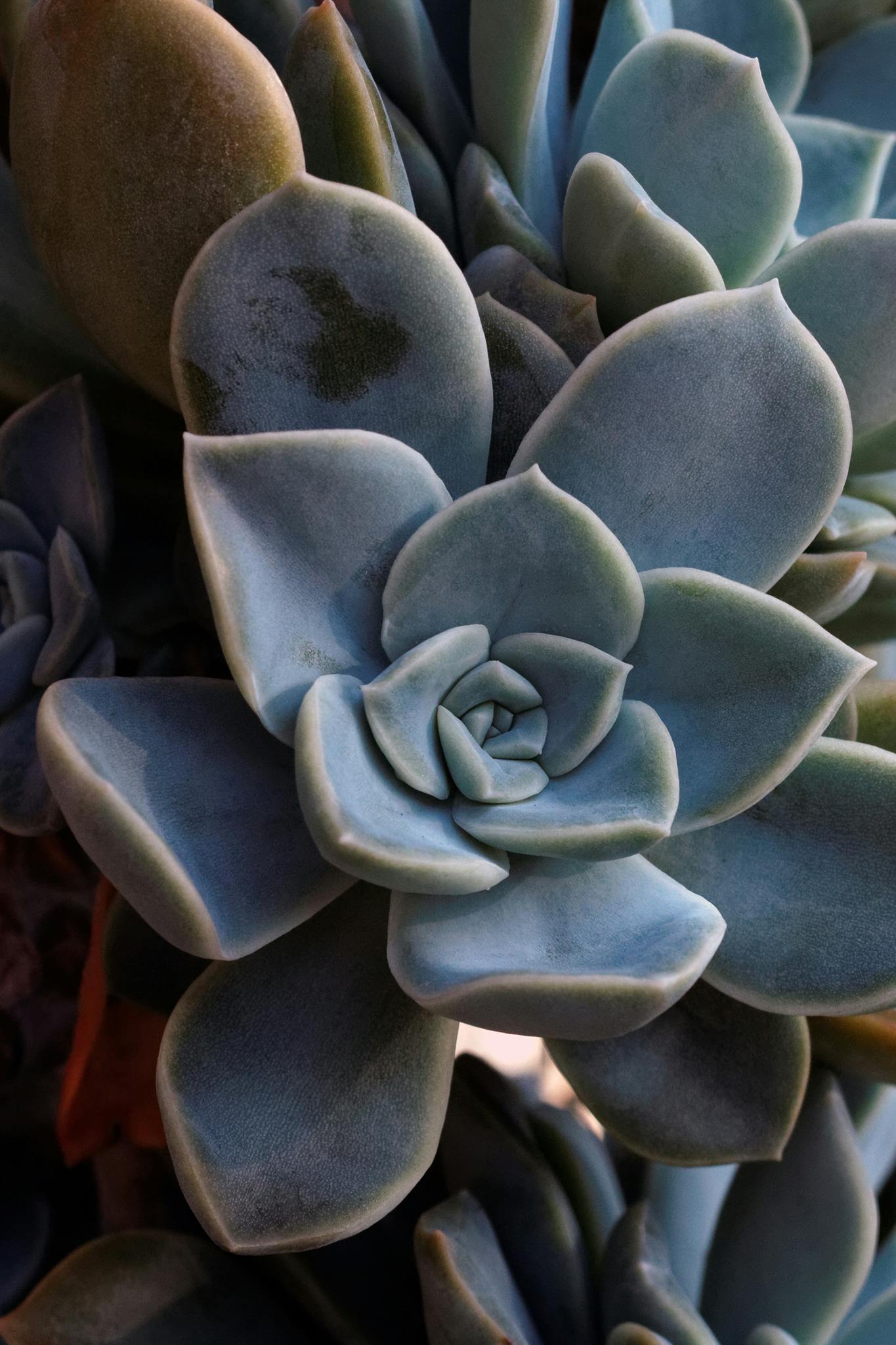 Free stock photo of desertrose, echeveria, succulent