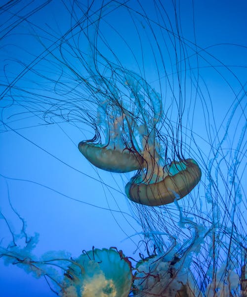 Free Close-Up Shot of Jellyfish Stock Photo