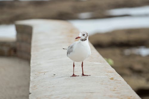 Close-up Photo of a Seagull Perched on a Concrete Surface