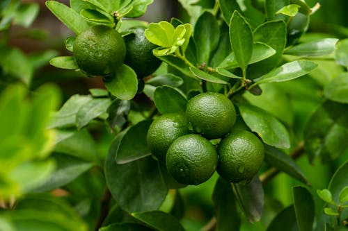 Close-Up Shot of Limes on the Tree