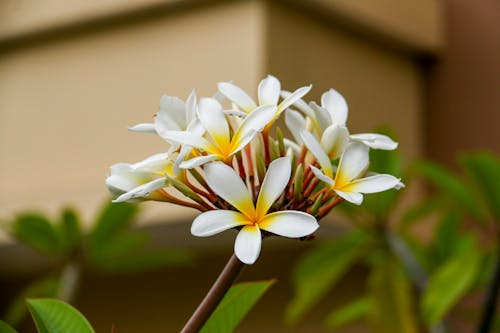 Ilmainen kuvapankkikuva tunnisteilla frangipani, hauras, kasvikunta