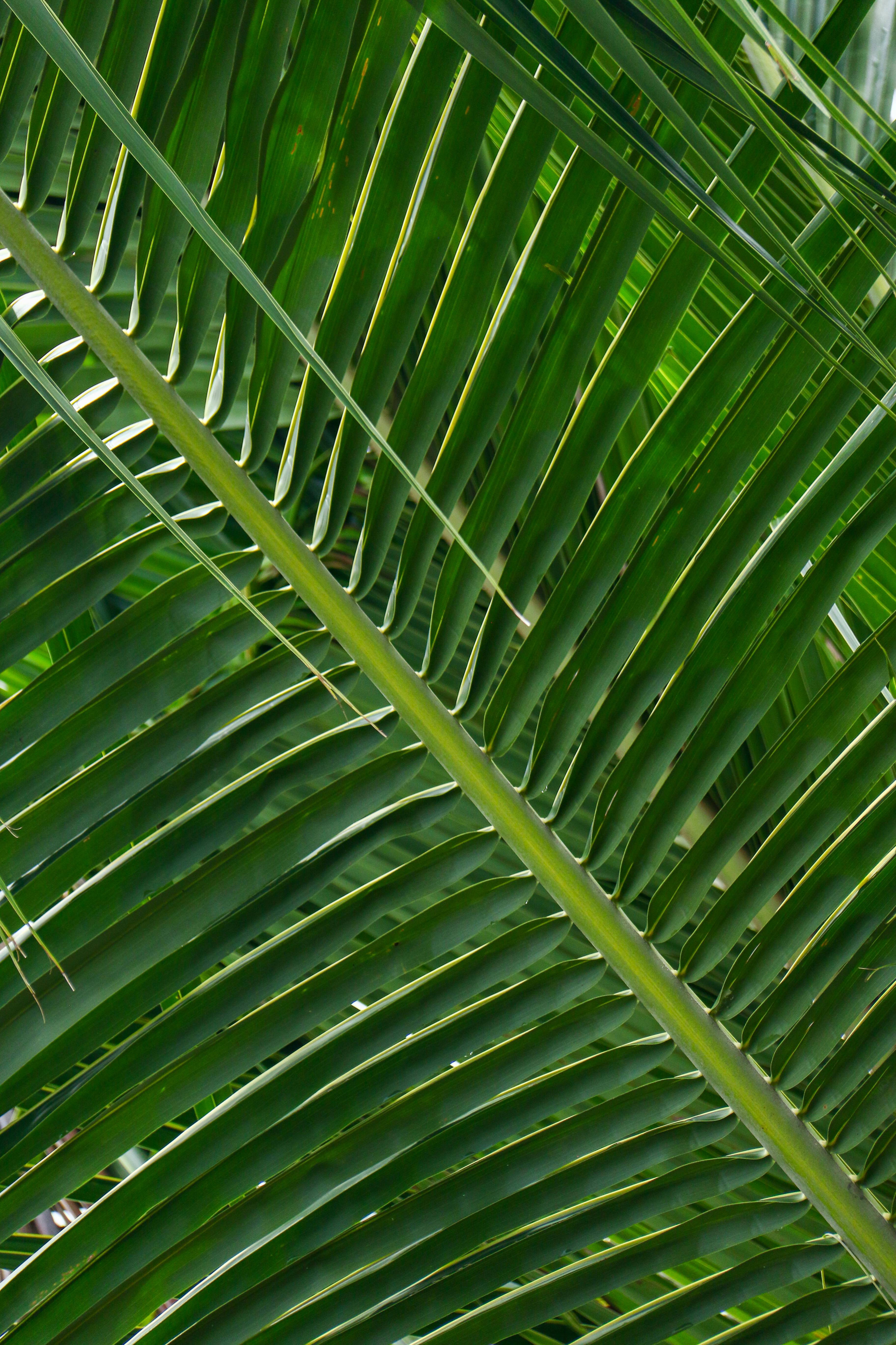 The Sago Palm Plant in Close-up Shot · Free Stock Photo