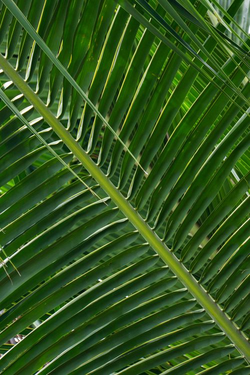 Free Detailed close-up of lush green palm leaf with sunlight illuminating the texture. Stock Photo