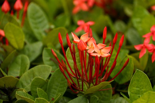 Red Jungle Geranium Flowers With Green Leaves