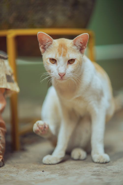 Бесплатное стоковое фото с вертикальный выстрел, домашнее животное фотография, домашняя кошка