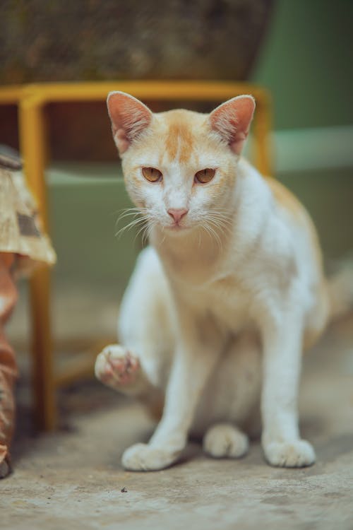 Close-Up Shot of an Orange Tabby Cat 