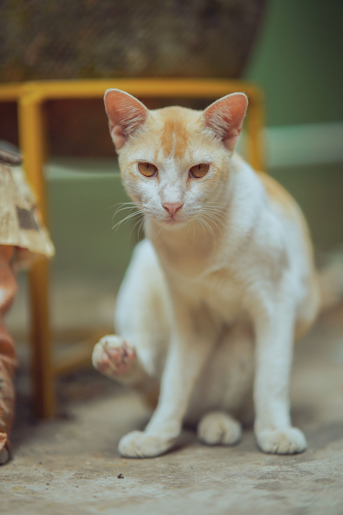 A tabby cat sits indoors at a home in Kolkata, India