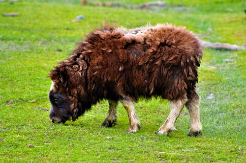 Brown Ox on Green Grass Field