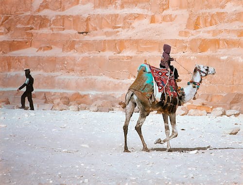 Free stock photo of arabian camel, cairo, camel