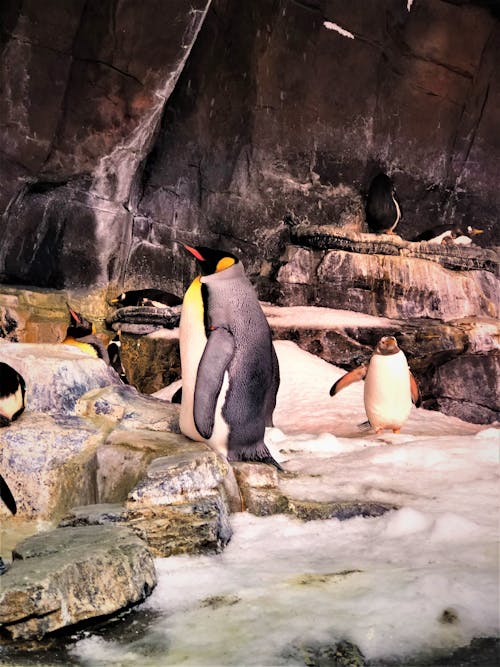 бесплатная Бесплатное стоковое фото с Антарктический, дикая природа, животное Стоковое фото