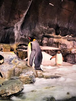 penguin photo