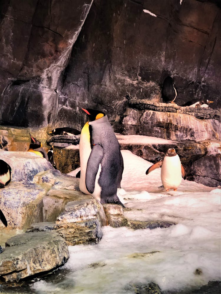 Penguins On Rocks With Snow