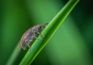甲虫栖息在充满活力的绿叶上，这张详细特写展示了大自然错综复杂之美